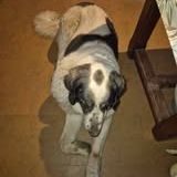 Chien era à l adoption #3