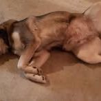 Chien ula à l adoption #3