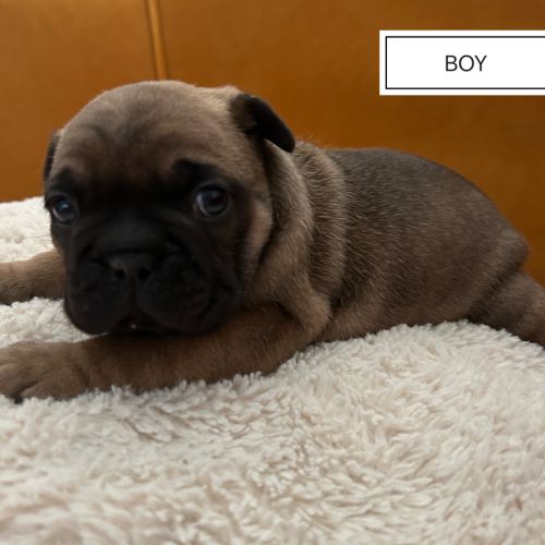 Bouledogue français à réserver #2