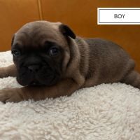 Bouledogue français à réserver #2