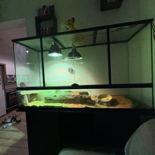 Pogona + matériel #2