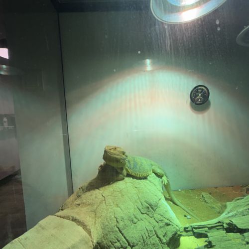 Pogona + matériel #3