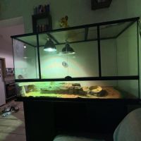 Pogona + matériel #2