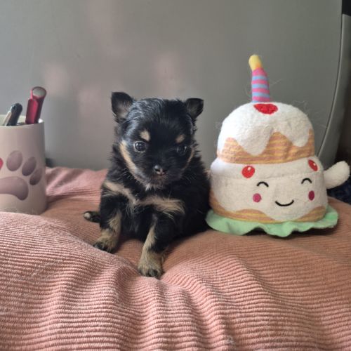 Pomchi à réserver #1