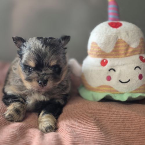 Pomchi à réserver #2