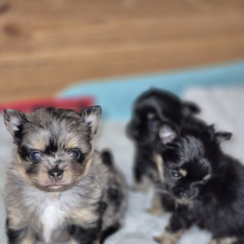 Pomchi à réserver #4