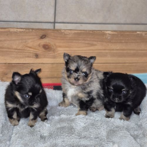 Pomchi à réserver #5