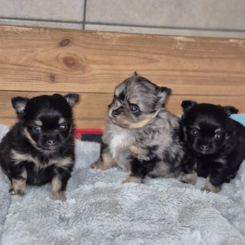 Pomchi à réserver #6