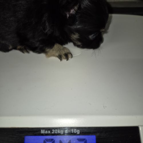 Pomchi à réserver #8