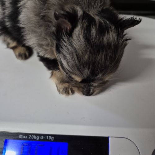 Pomchi à réserver #9