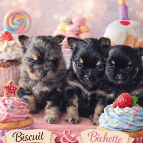 Pomchi à réserver #0