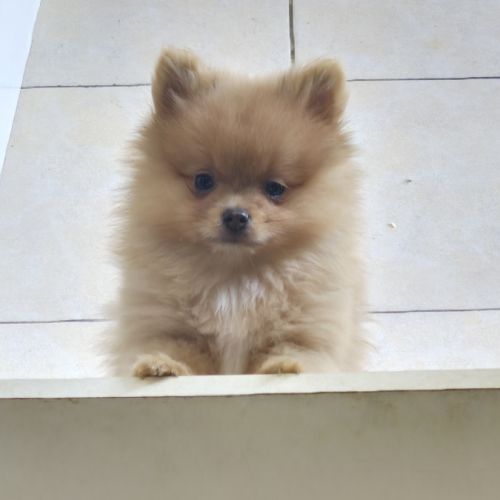 Spitz  nain  petits gabarit