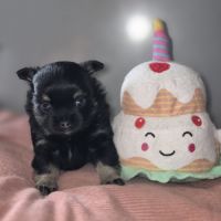 Pomchi à réserver #3