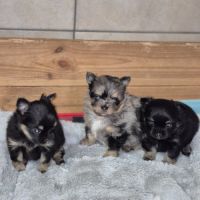 Pomchi à réserver #5