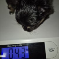 Pomchi à réserver #7