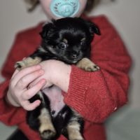 Chihuahua réserver petits gabarit