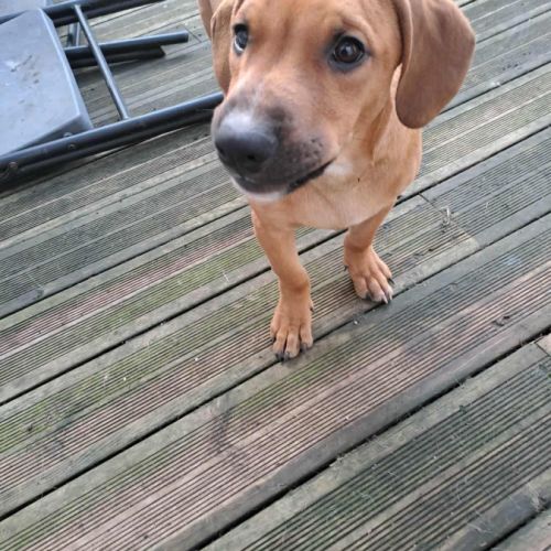 Goliath le magnifique #5