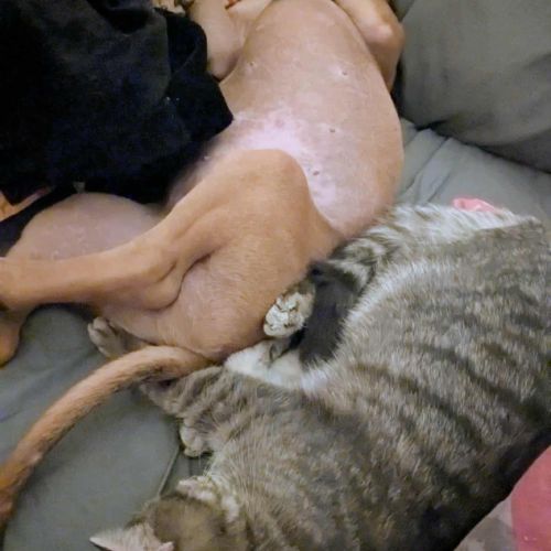 Goliath le magnifique #6