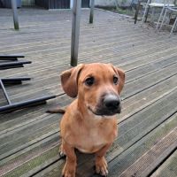 Goliath le magnifique #2