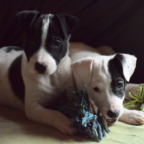 4  chiots de 3 mois dogue argentin x border collie #3