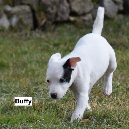 4  chiots de 3 mois dogue argentin x border collie #4