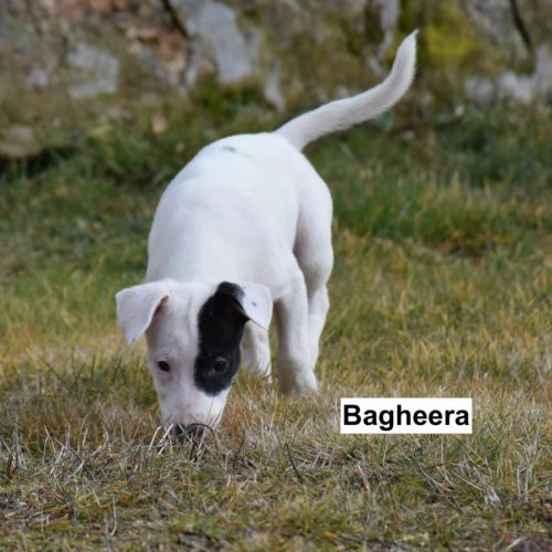 4  chiots de 3 mois dogue argentin x border collie #5