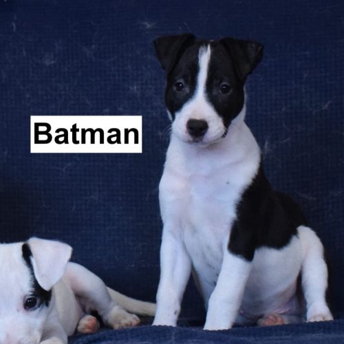 4  chiots de 3 mois dogue argentin x border collie #6