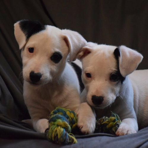 4  chiots de 3 mois dogue argentin x border collie #8