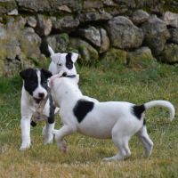 4  chiots de 3 mois dogue argentin x border collie #2