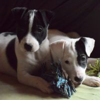 4  chiots de 3 mois dogue argentin x border collie #3