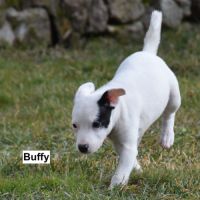 4  chiots de 3 mois dogue argentin x border collie #4