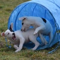 4  chiots de 3 mois dogue argentin x border collie #7