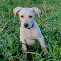 Moi la belle sunka #1