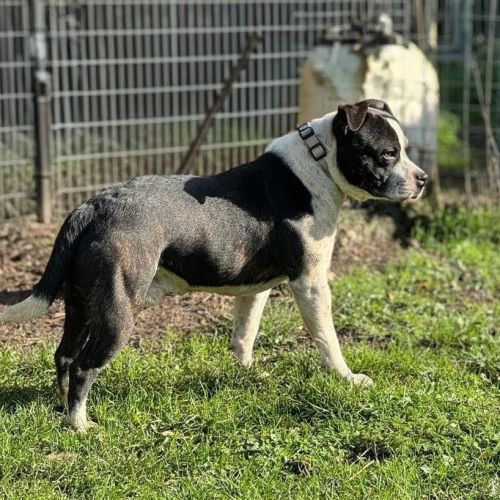 Staffordshire bull terrier lof staffie