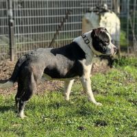 Staffordshire bull terrier lof staffie
