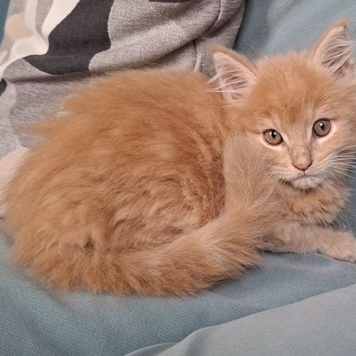 Chaton mâle maine coon loof