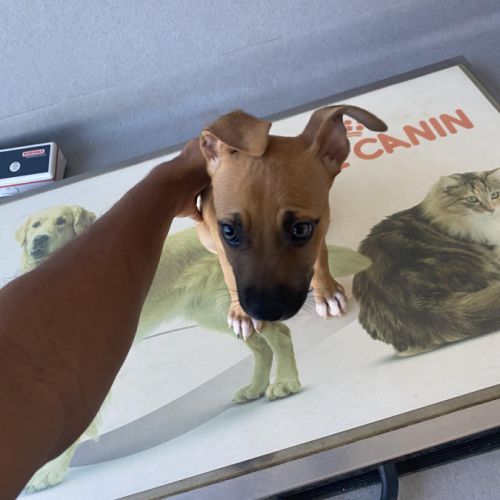 Nusty le bout de chou #3