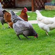 Oeuf fécondé, poussin, poule pondeuse rousse,harco #2