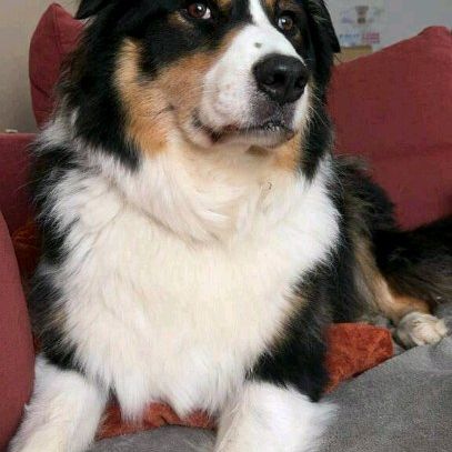 Berger australien male