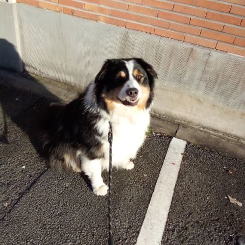 Berger australien male #1