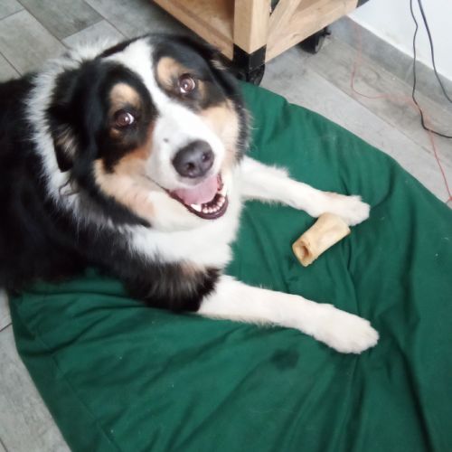 Berger australien male #0