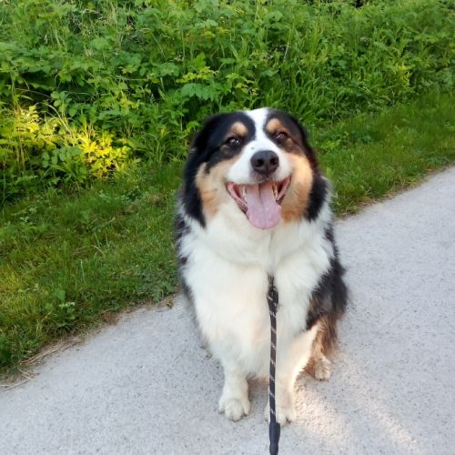 Berger australien male #3