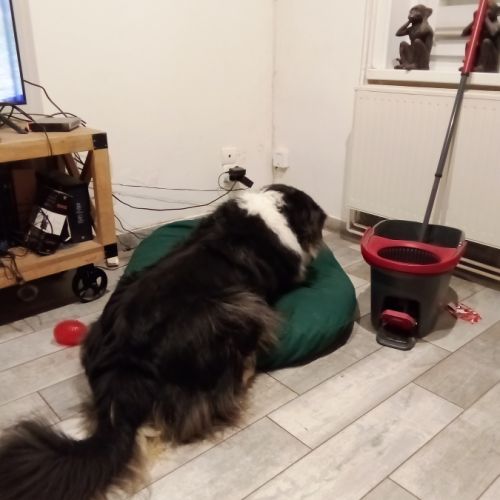 Berger australien male #5