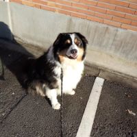 Berger australien male #1