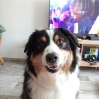 Berger australien male #4