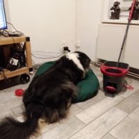 Berger australien male #5