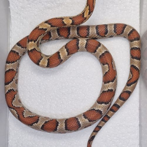 Pantherophis guttatus 2024 #0