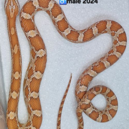 Pantherophis guttatus 2024 #2
