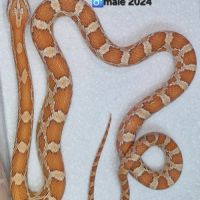 Pantherophis guttatus 2024 #2