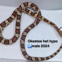 Pantherophis guttatus 2024 #3